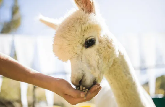 羊駝世界 X 南怡島 X 江村鐵路主題公園