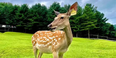 【2-6人獨立不拼團】伊春金山鹿苑+東升島竹筏漂流一日遊