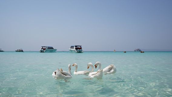 Koh LarnTours
