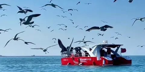 大連大長山島丨包船海釣/帆船賞豚觀鳥/快艇出海觀光多套餐可選