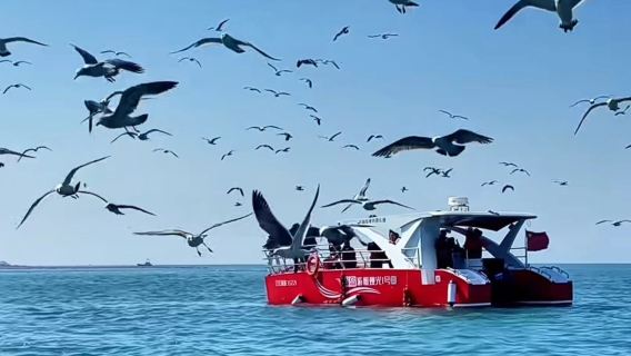 遼寧大連大長山島海釣體驗/快艇出海釣魚/獐子島專業海釣【帆船賞豚觀鳥/快艇出海觀光】