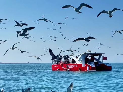 遼寧大連大長山島海釣體驗/快艇出海釣魚/獐子島專業海釣【帆船賞豚觀鳥/快艇出海觀光】
