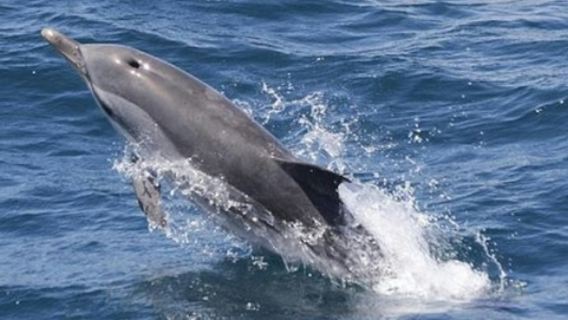 Gibraltar Whale and Dolphin Watching from Seville