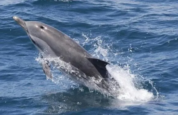 從塞維利亞出發的直布羅陀觀鯨及觀賞海豚