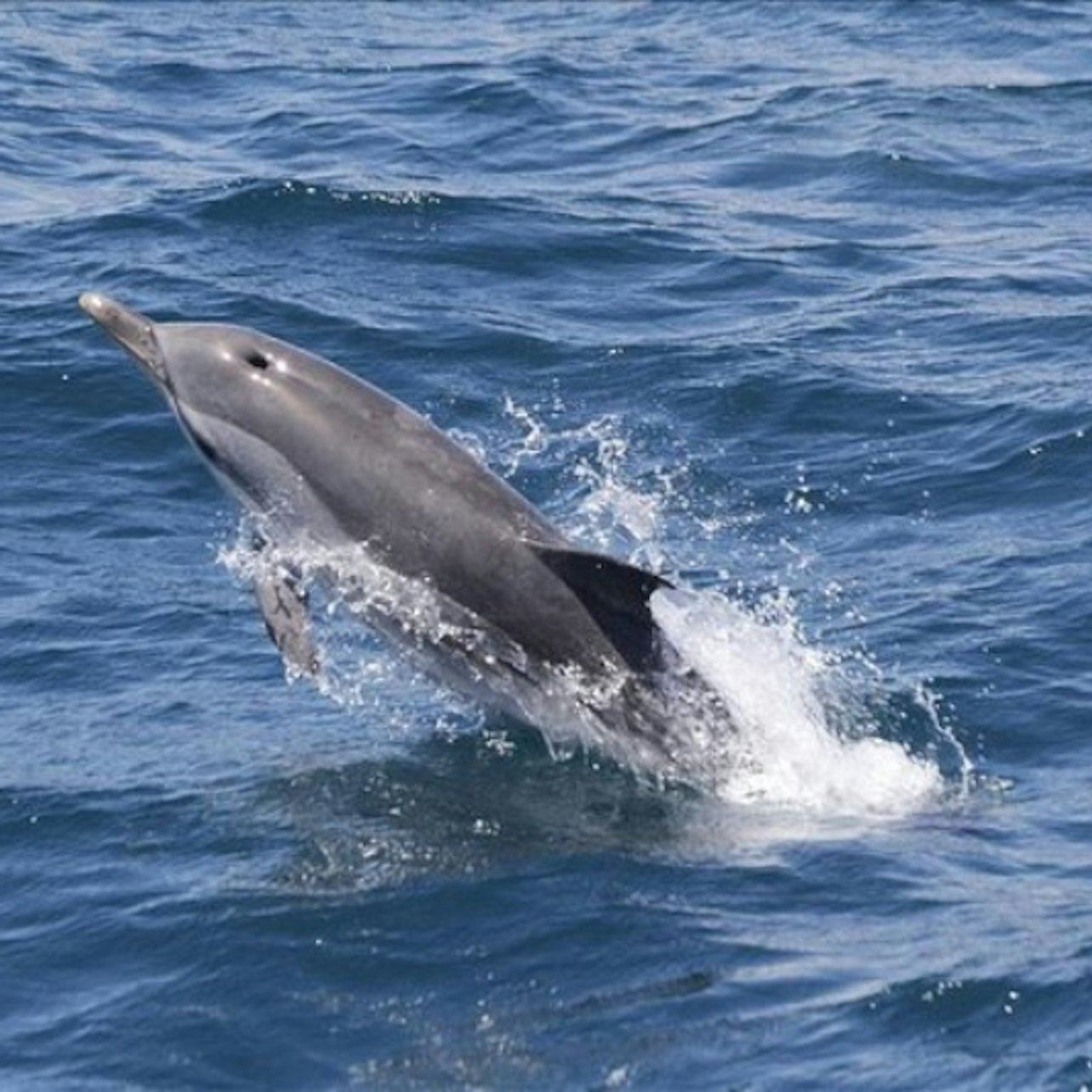 Gibraltar Whale and Dolphin Watching from Seville