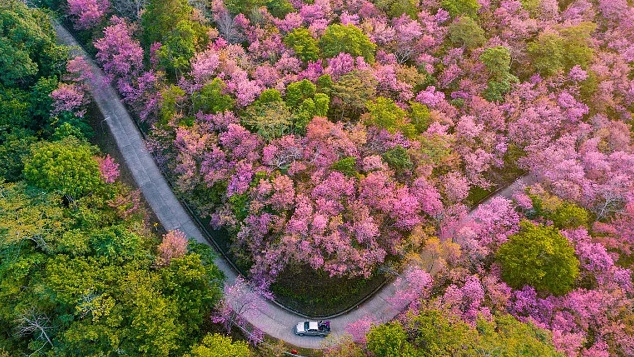 貴安平壩櫻花園一日遊【私人導覽包車遊 | 純玩| 可定制】