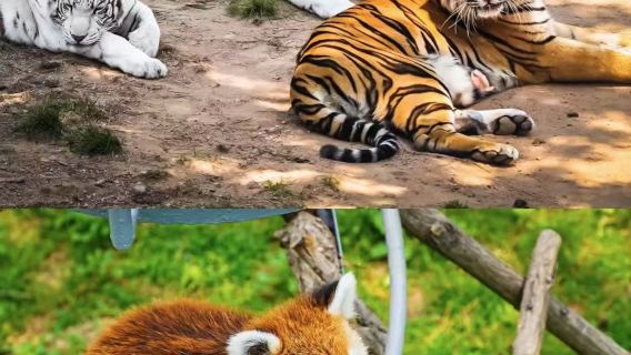 西霞口神鵰動物園+那香海沙灘一日遊網紅打卡