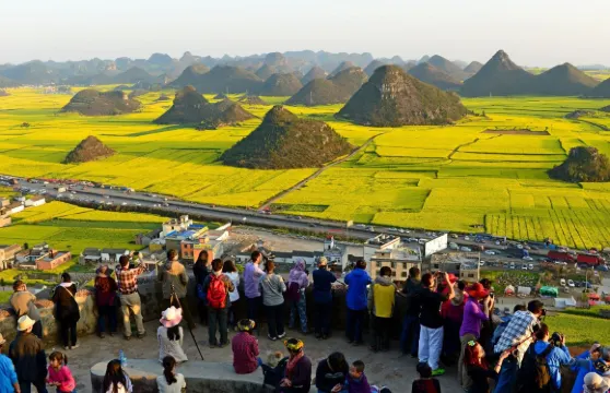 雲南羅平油菜花景區+九龍瀑布羣一日遊 康養/度假定制包車遊
