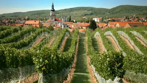 Small Carpathian wine tour from Bratislava