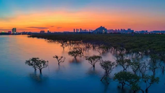 Beihai, Guangxi|Jalan Lama + (Kawasan Pelancongan Hutan Bakau Jinhaiwan + Kawasan Peranginan Pelancongan Negara Pantai Perak)
