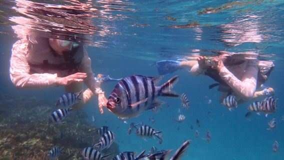 Дайвинг и сноркелинг на пляже Сесоко в Окинаве, Япония, 0,5–1 ч (волшебный остров Сесоко/участие возможно без умения плавать/допускаются дети от 6 лет/возможен индивидуальный тур)