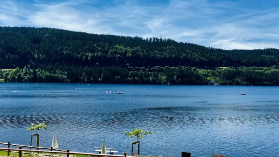 1-day tour of Stuttgart, Germany - Black Forest Nature Experience