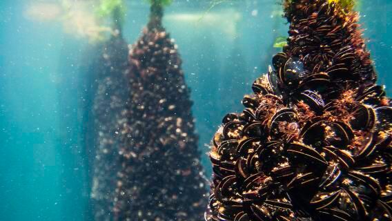 Excursion d'une journée dans la baie de San Diego : Dégustation de vins dans un vignoble + Croisière avec fruits de mer + Village de pêcheurs d'Ogrofe
