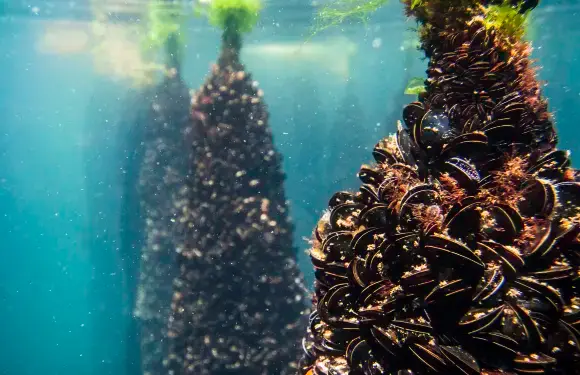 聖地亞哥出發下海灣一日遊：酒莊品酒+遊船海鮮+奧格羅夫漁村