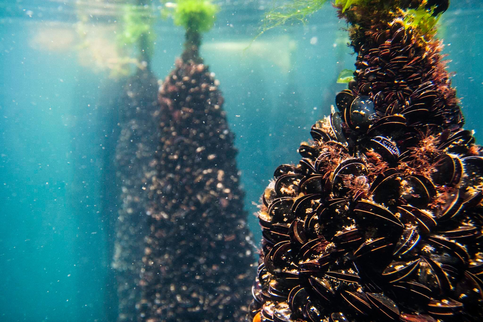 1-day tour from San Diego to Baja California: winery tasting + seafood cruise + Ensenada fishing village