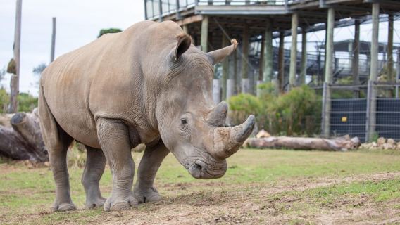 Sydney Zoo Admission Ticket