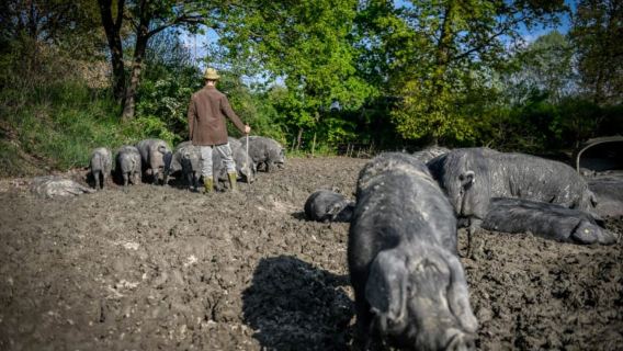 Polesine Parmense: Eintrittskarte für das Museum Culatello di Zibello