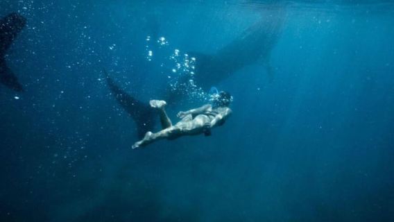 Cebu: Oslob Whale Shark Swimming and Tumalog Falls Tour