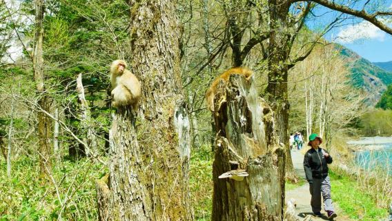 คามิโคจิและปราสาทมัตสึโมโตะ: ทัวร์ชมธรรมชาติและมรดกทางวัฒนธรรมแบบหนึ่งวัน