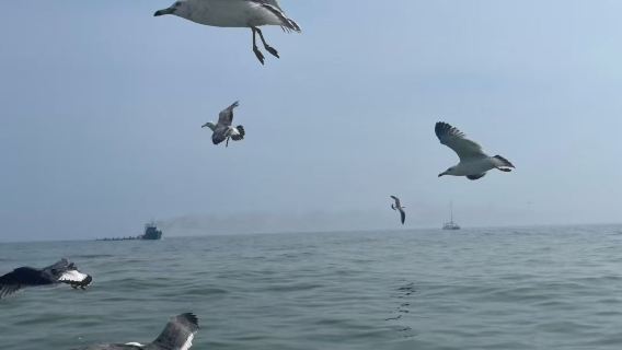 [2-6]私家團|星海．帆船出海．蓮花山．棒棰島一日遊