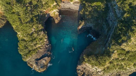 Coromandel: Aldermen Islands Marine Reserve Wildlife Cruise