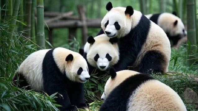 【純玩2-8人】重慶動物園+長江索道+李子壩+磁器口一日遊