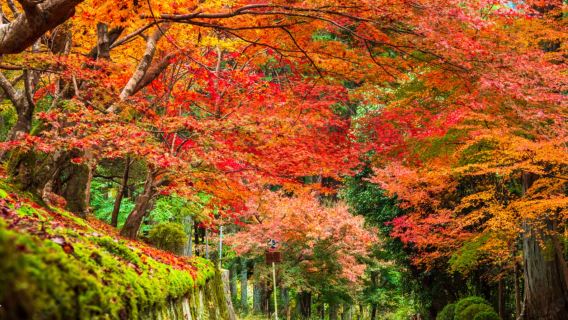 Kyoto| Chinese guide buided commentary | Small group of 9 people|Amanohashidate and Ine Funaya 1-day tour