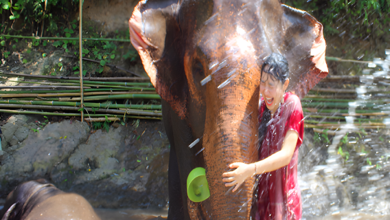 Chuyến tham quan Công viên Sinh thái Voi KERCHOR tại CHIANG MAI