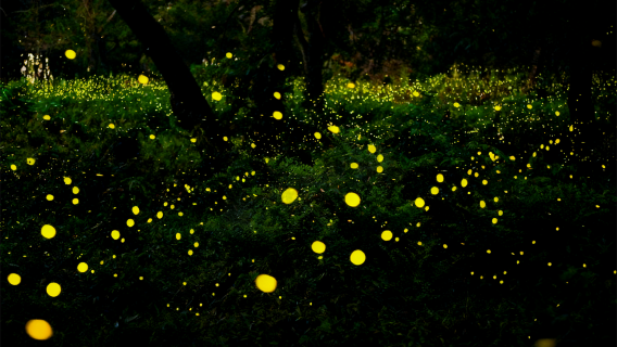 Sabah Kawa-kawa river cruise 1-day tour [optional small group]|Mosque|Proboscis monkey and fireflies