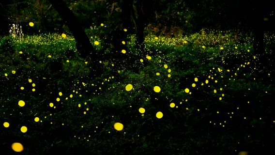 Sabah Kawa Mangrove Forest Day Trip [Small group tour available | Mosque | Proboscis monkeys and fireflies]