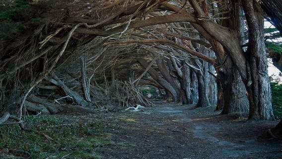愛爾蘭都柏林出發巨人之路+黑暗樹籬+鄧路斯城堡/權遊取景地