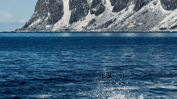 邂逅「世界盡頭」的寧靜:挪威塞尼亞島包車一日遊|特羅姆瑟來回