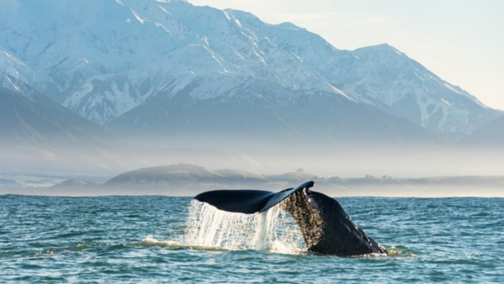 [9-Person Chinese Small Group] Christchurch Kaikoura Whale Watching/Fishing 1-Day Tour (Including Admission Ticket)