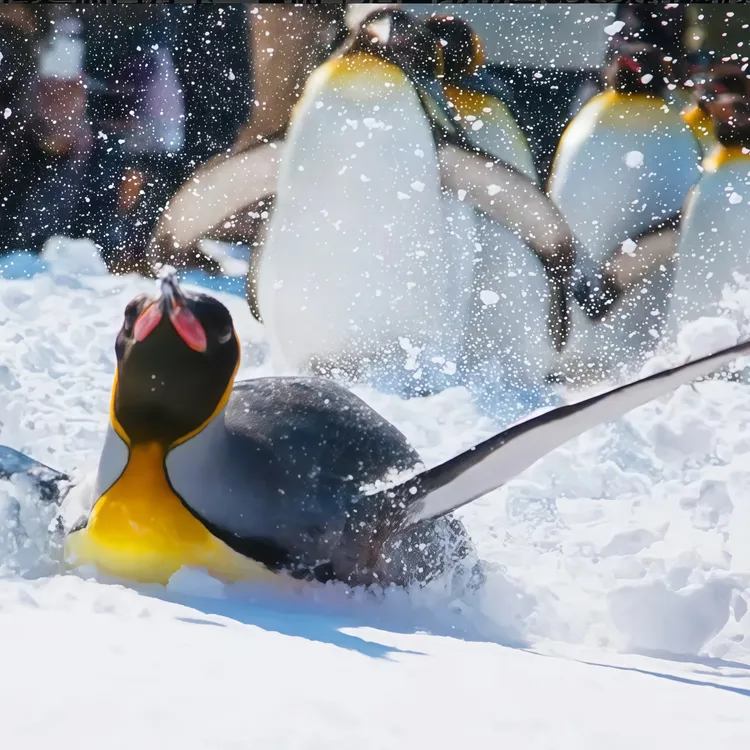 Hokkaido popular check-in Asahiyama Zoo · Ningle Terrace