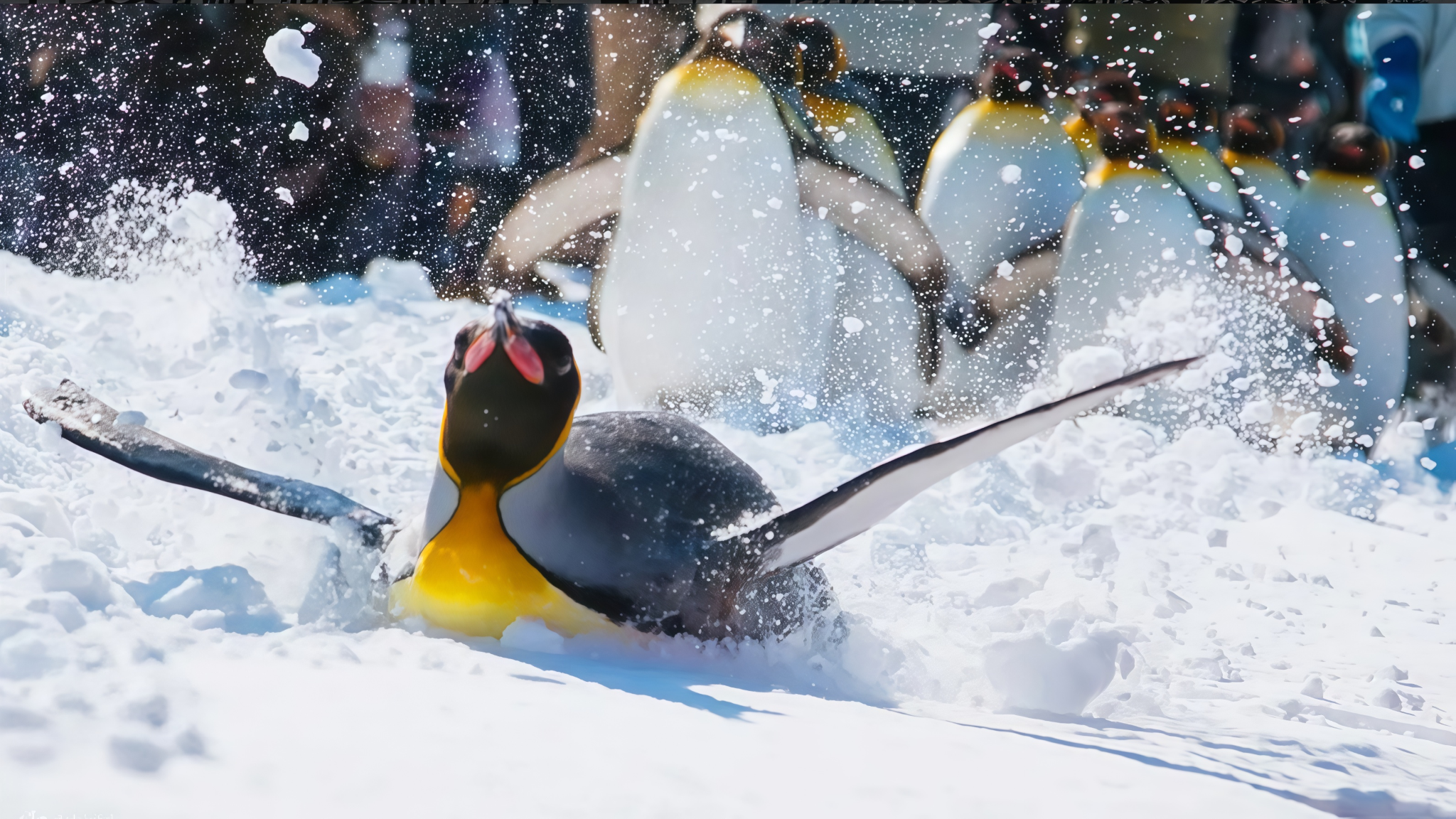 Popular Hokkaido 1-day tour to Asahiyama Zoo + Ningle Terrace + Panoramic Flower Gardens Shikisai-no-oka