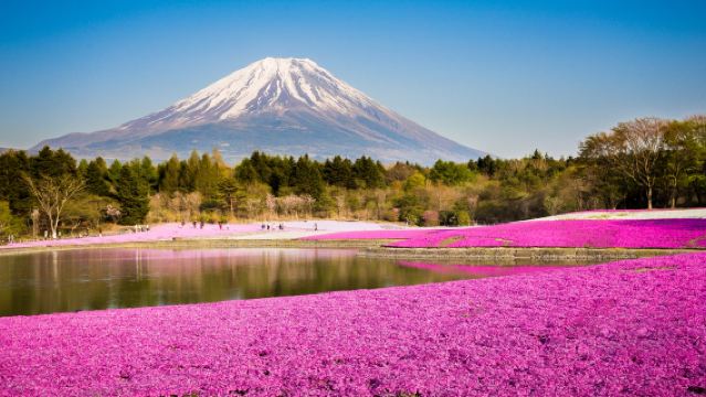 Festival dei fiori di shibazakura al quinto stadio del Monte Fuji, Museo del Whisky Giapponese della distilleria Hakushu