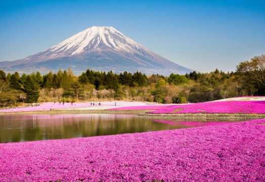 Tokyo Mt. Fuji & Suntory Whisky Museum Full-Day Tour