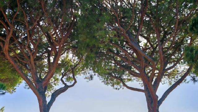 義大利羅馬來回-白露里治奧+博爾塞納湖一日遊【中文｜市區接駁】