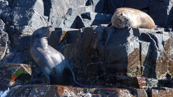 Croisière sauvage de 3 heures sur l'île Bruny | Exploration rapprochée des rochers souffleurs et rencontre avec dauphins et phoques sauvages