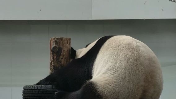 Eendaagse tour naar het Panda Paviljoen in Changchun + Cultuurtoeristentram 54 [Directe hogesnelheidstrein | Maaltijd met noordoostelijke specialiteiten]