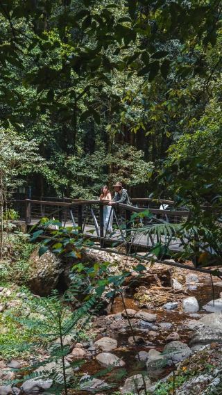 ทัวร์ 1 วัน อุทยานแห่งชาติ Springbrook + สะพานธรรมชาติ + ถ้ำหิ่งห้อย [ไปกลับจากบริสเบน]