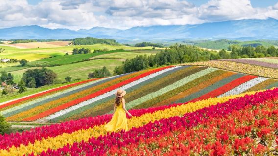 Farm Tomita, Ningle Terrace& Melon Buffet Bus Tour [From Sapporo]