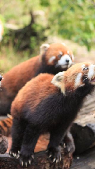 没入感たっぷりの写真撮影 | 熊猫楽園 (パンダバレー)+成都レッサーパンダ森林公園至近距離でのレッサーパンダとの触れ合い撮影+古城で美食探しワンデーツアー四川省成都市都江堰旅行