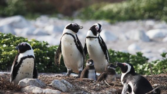 Gansbaai: Marine Big 5 Boat tour