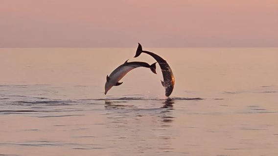 Pula: Dolphin Sunset Cruise to Brijuni with Dinner & Drinks