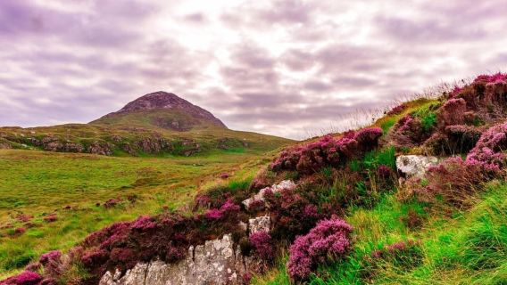 Fra Galway: Connemara, Kylemore Abbey eller National Park Tur