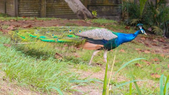 Lagos: Lekki Conservation Centre (LCC) Guided Tour