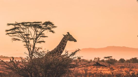 Explore 1-Day Serengeti tour joining Safari