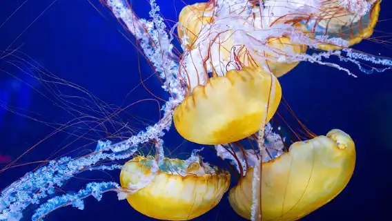 Aquarium of the Bay General Admission Ticket