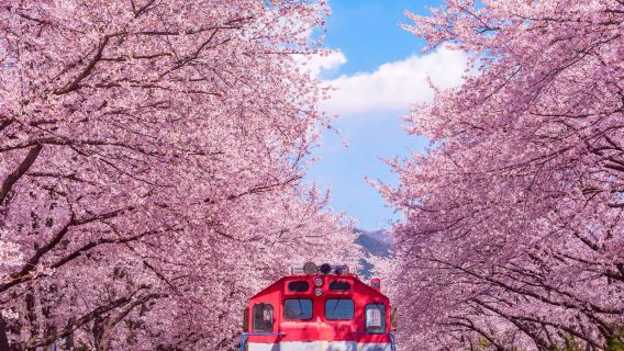 Jinhae Cherry Blossom Festival (Jinhae Gunhangje) One Day Tour (From Seoul or Busan, Day or Night Route Options, Spring Special)